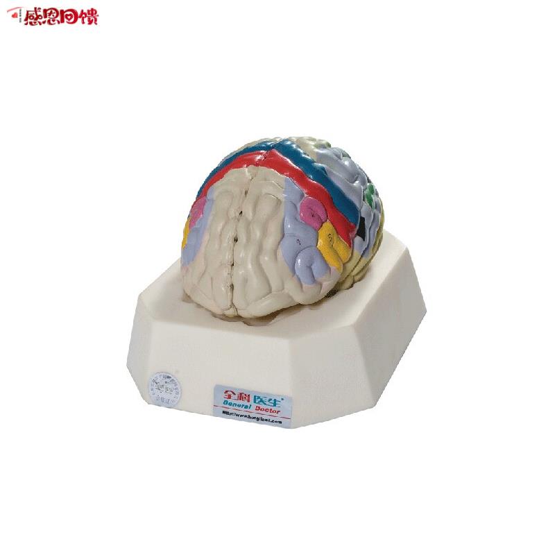 大脑皮质功能定位模型GD/A18205 人体脑部解剖模型k 教学培训专