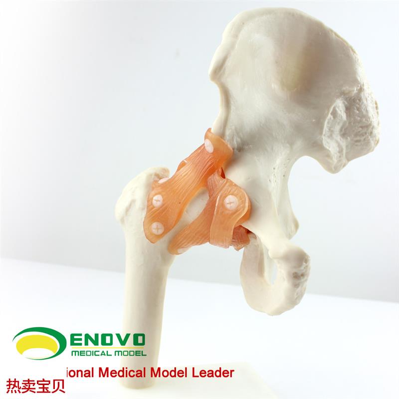 ENOVO颐诺g人体髋关节股关节模型人体骨骼模型运动骨骨科科髋关节