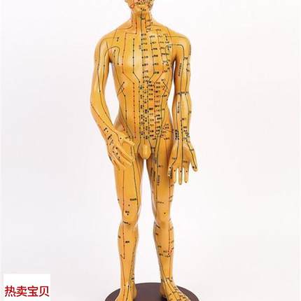 高清款针灸穴位模型m中医人体经络男模铜人针灸人模医用全身60CM