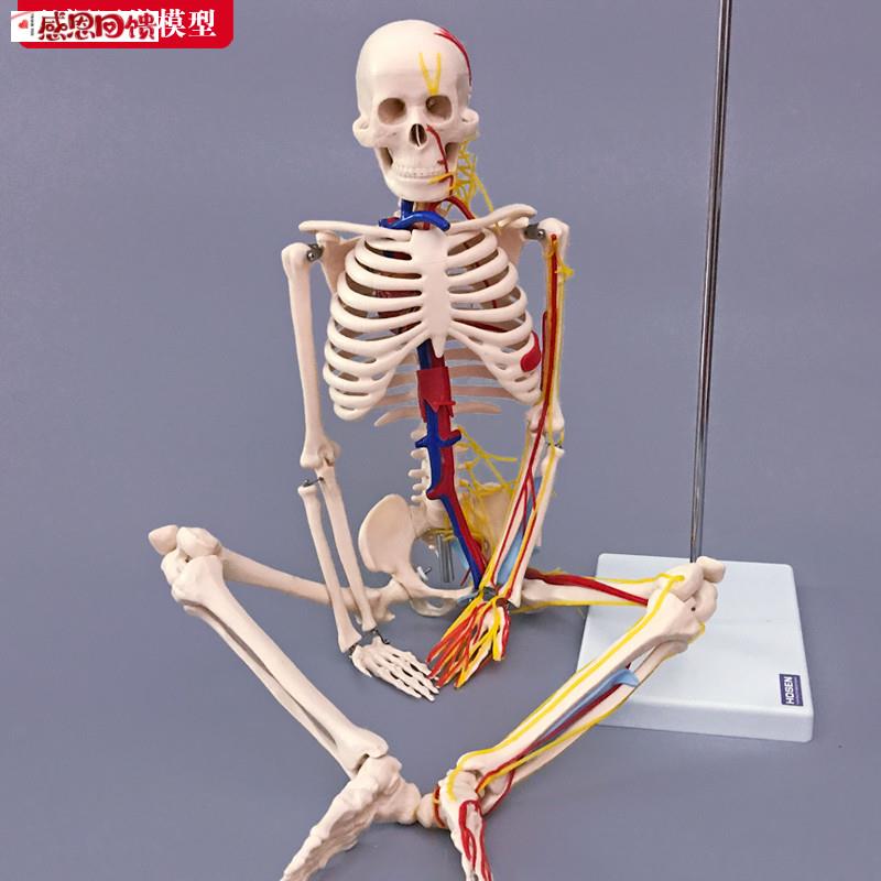 85cm人体全身骨骼模型附带心l脏血管神经骷髅骨架医学教学模具玩
