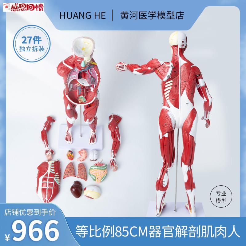 人体器官解剖结构教学模型心w脏内脏全身肌肉人医院学校用演示教