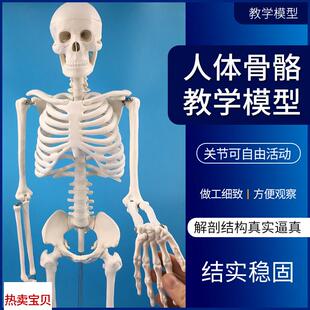 全身骨架人体模型成人小骷髅教学模型脊椎模型 85cm人体f骨骼模型