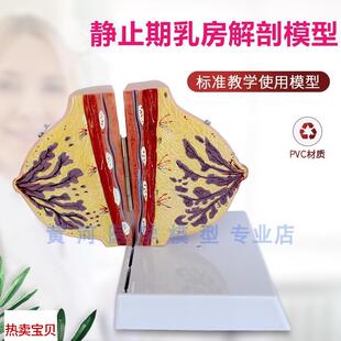 乳房模型胸模型胸部解剖模v型静止期哺乳期女性乳房结构造医学教