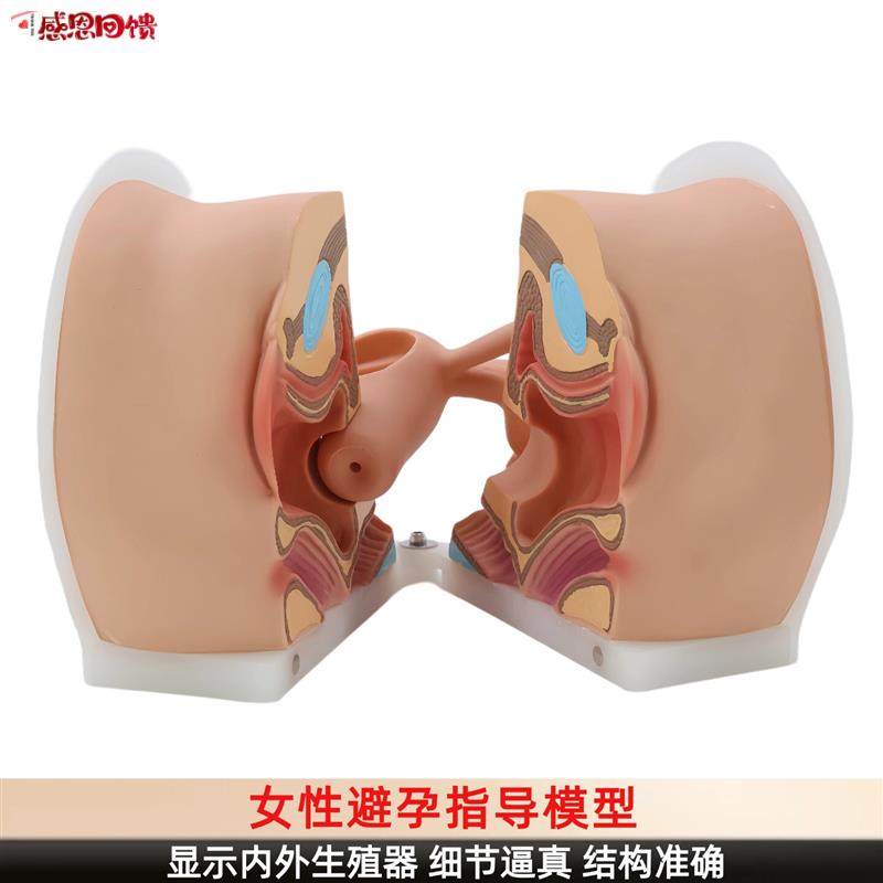 避孕指导模型女N性避孕模型妇科检查模型教学培训计划生育专