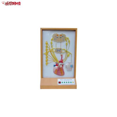 心的神经支配电动模型d 电动医学模