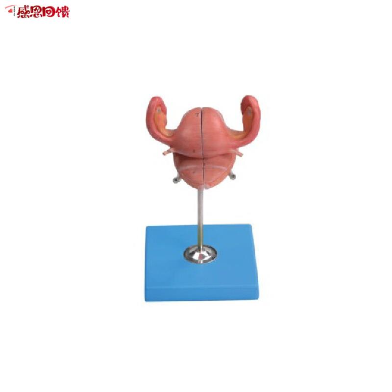 子宫解剖模型/人体医T学解剖培训模型GD/A1510
