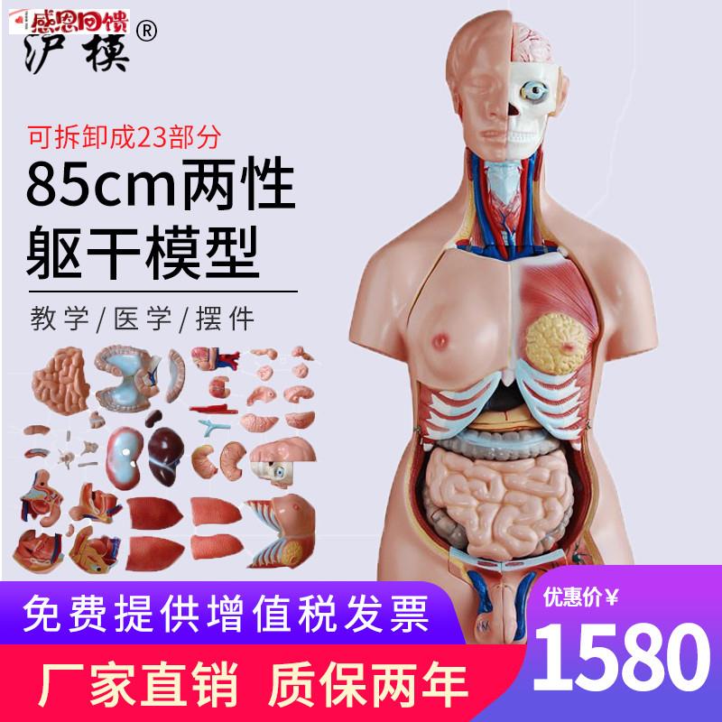 沪模 85cm两性躯干模型23部件医学人体内脏器官c构造分布系统脑心