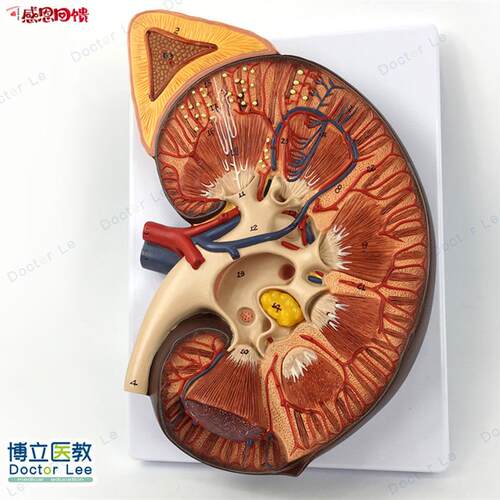 肾脏解剖D放大模型 泌尿科 肾脏模型 肾上腺 肾脏结构模 - 封面