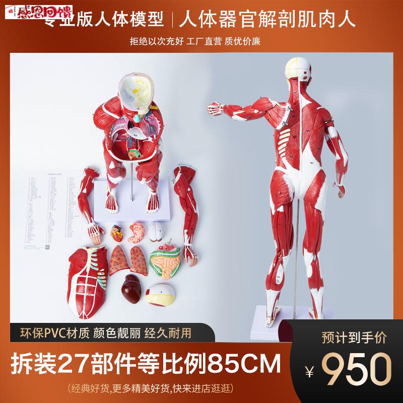 政河人体躯干解剖器官结构模型内脏心脏肌肉N医院学校用教学演