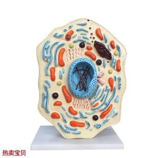 向阳花正品 动物细胞H模型 厂家直销 包邮