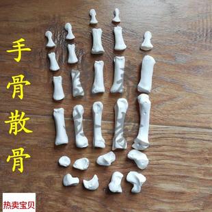 游离仿真骨头腕骨手指骨脚骨Q跟骨距骨脚趾踝关 手骨模型拆卸散