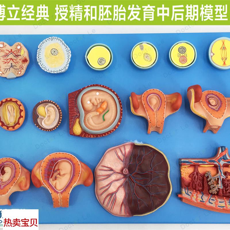 授精和胚胎发育中后期模型 妇科计生展示胎儿孕Q育过程模型 卵细