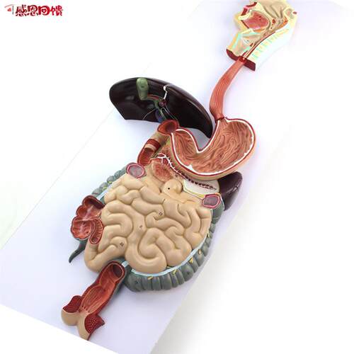 消化系统模