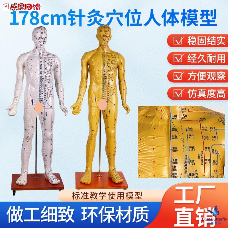 170 178CM人体穴位模型半肌肉针灸模型肌肉解剖 成d人11经络模