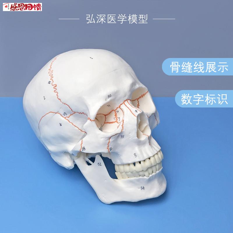 人体头骨模型带骨缝线数字标识颅骨骼解剖结构C骷髅教学类模具骨