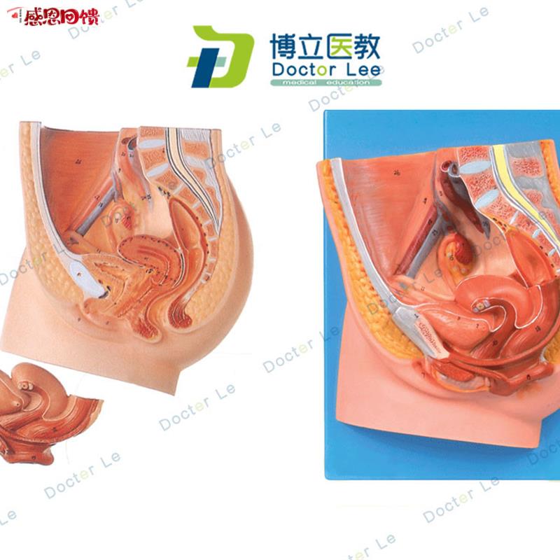 女性盆腔正中矢状切面模型 女性n矢状解剖模型 女性生殖器解