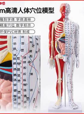 180cm 85cm高清中医针灸穴s位模型图教学全身十二经络穴位解剖铜