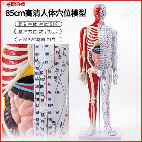 180cm 85cm高清中医针灸穴s位模型图教学全身十二经络穴位解剖铜