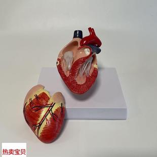 宠物内脏狗心脏丝虫 瑞宝教学模型犬心k脏可拆卸二尖瓣兽医药促销
