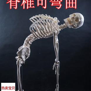 170cm人体大M骨骼模型 厂家直销美术艺用医用最标准 骷髅骨架标