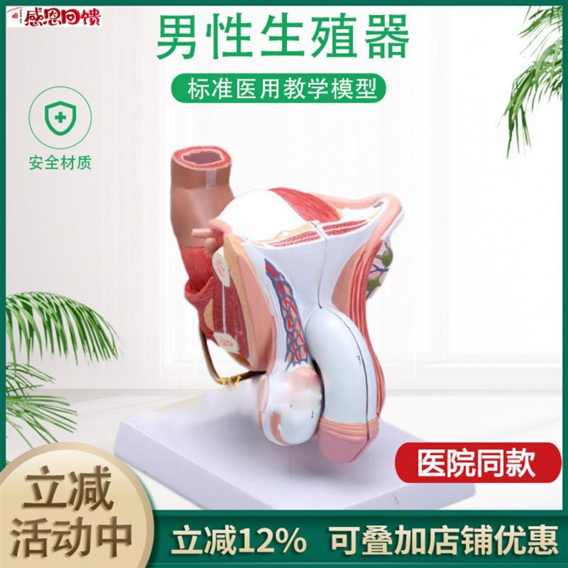 男性内外M生殖器官模型 男性生殖解剖模型 睾丸模型 阴茎模