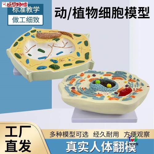 动物植物细胞模型显M微结构解剖模型 细胞膜 细胞质 细胞核 线粒