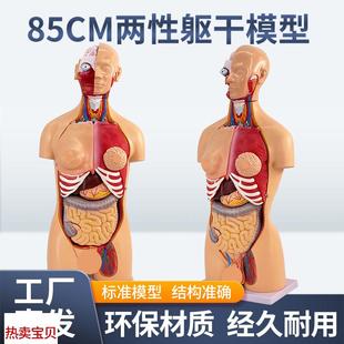 85CM两性躯干可拆23件人体器官结构组织解剖内R脏器官结构分布结