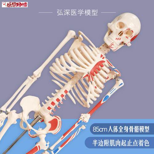 人体骨骼模型85cm全身骨e架骷髅骨D头半边肌肉着色骨科康复医学