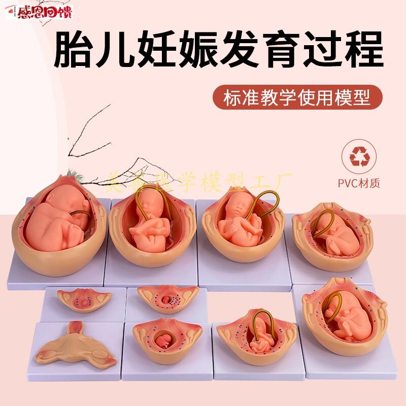 妊娠胚胎发育模型 计划生育模型 9个月r胎儿发育过程模型10件