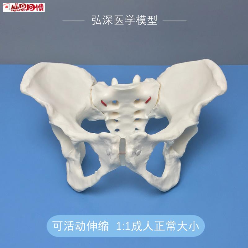 女性骨盆模型可活动I伸缩松紧成人体1比1妇科产后康复助产瑜伽教