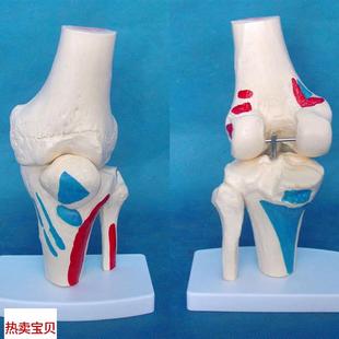 人体膝关节骨骼模型 医用教.学讲解模具 骨架 教学