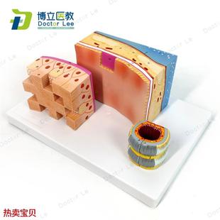 气管壁喉解剖医学S音乐教学学习人体 人体气管解剖结构模型