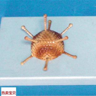 生物教学医用讲解展示 腺病毒模型病毒结构模y型