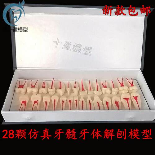 牙科口腔模型 2倍n牙体牙髓解剖展示模型全口28颗两倍牙髓解剖展