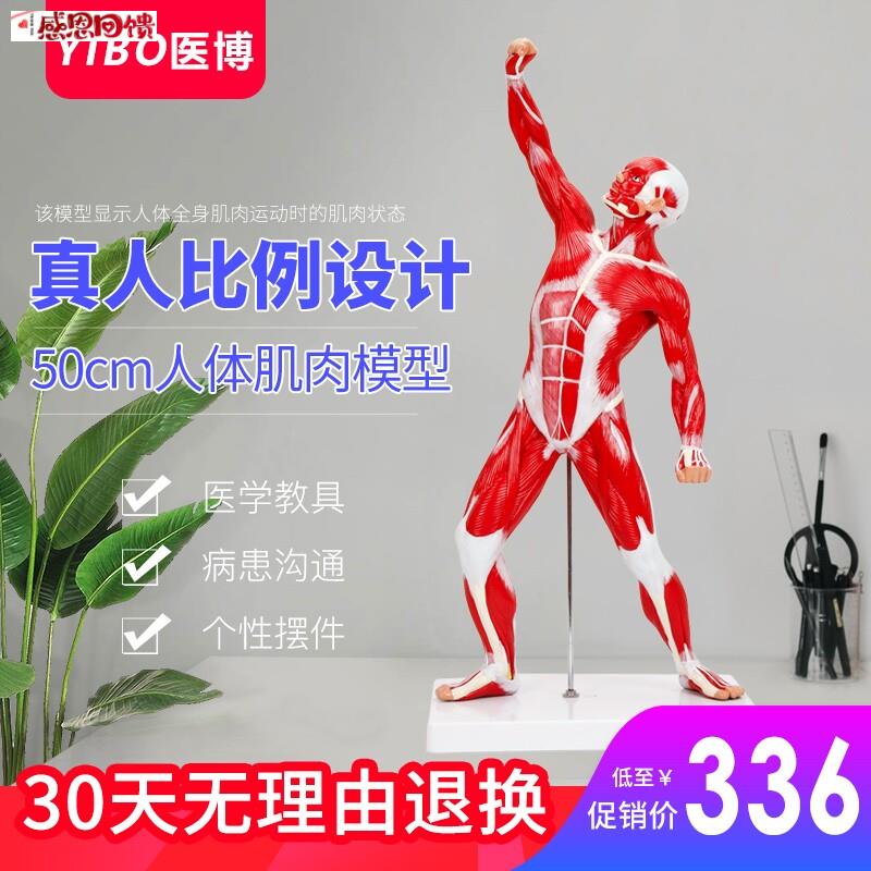 人体肌肉模型美术 医用 彷真 骨E骼肌肉组织解刨模型健身教学模