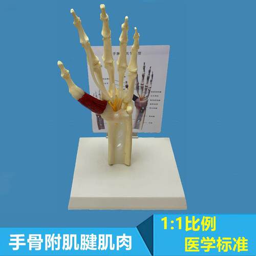手骨附肌腱韧带肌肉神经腕骨人体1比1自然大手外科I解剖教学 医