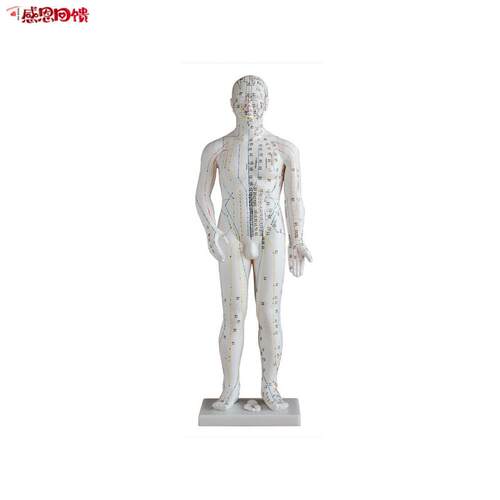 人体针灸模型70CM b人体全身穴位模型 穴位清晰 男