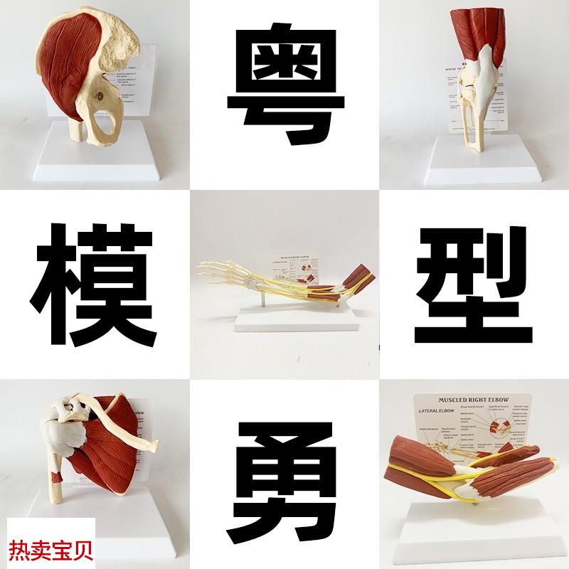 人体关节附肌肉模型 盂肱关节肩z锁关节肩峰结构 肘膝关节肌肉解