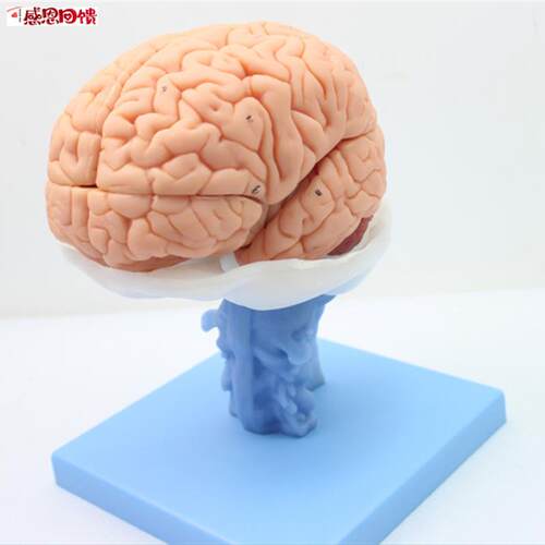 ENOVO医学人体大q脑解剖模型脑干脑室间脑小脑模型神经科系统模