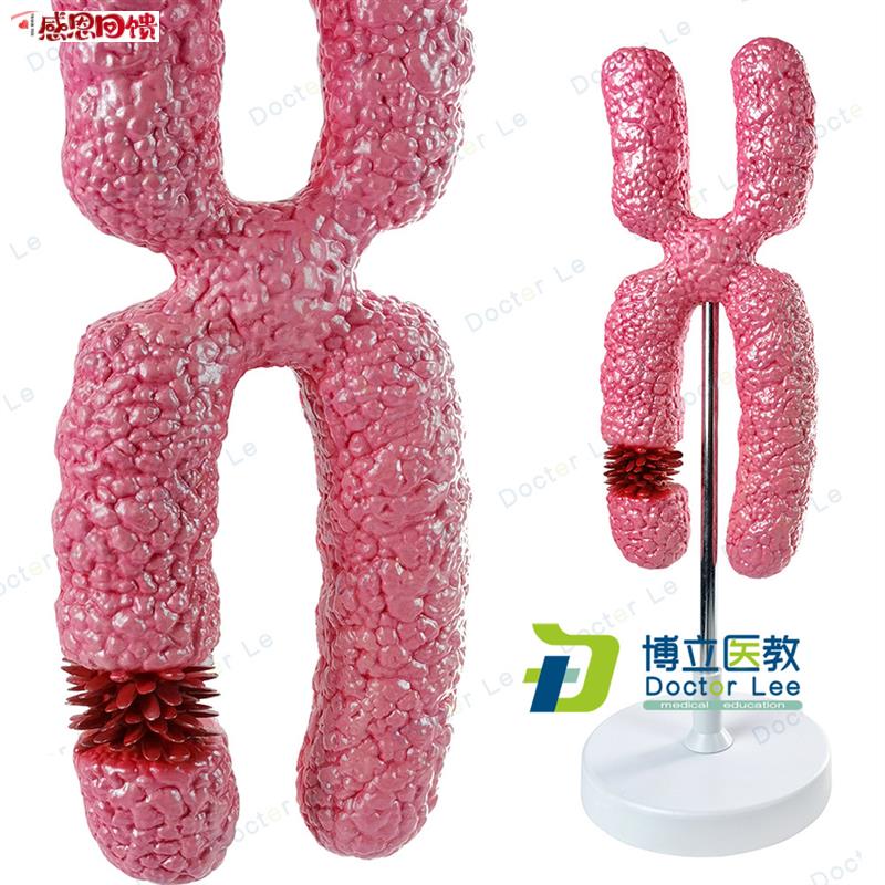 X染色体模型医学细胞器模型减数分裂中学P生物教学实验教具模
