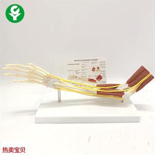 成人肘关节肌肉神经韧带关节模型C肌肉解剖骨骼人骨架骷髅手臂教
