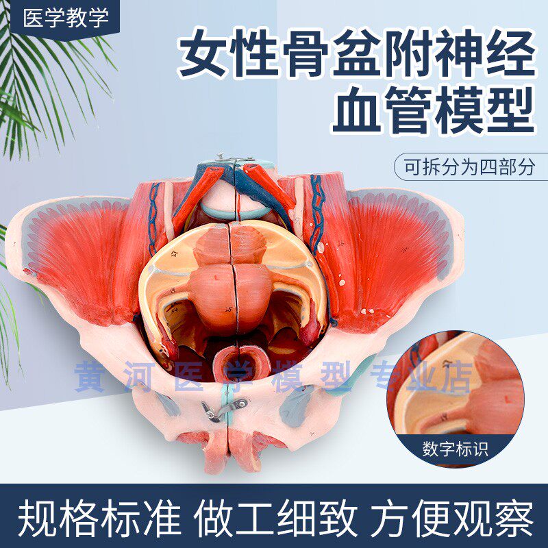 解剖骨盆模型女l性骨盆附盆底肌和神经血管带腰椎盆骨生殖器