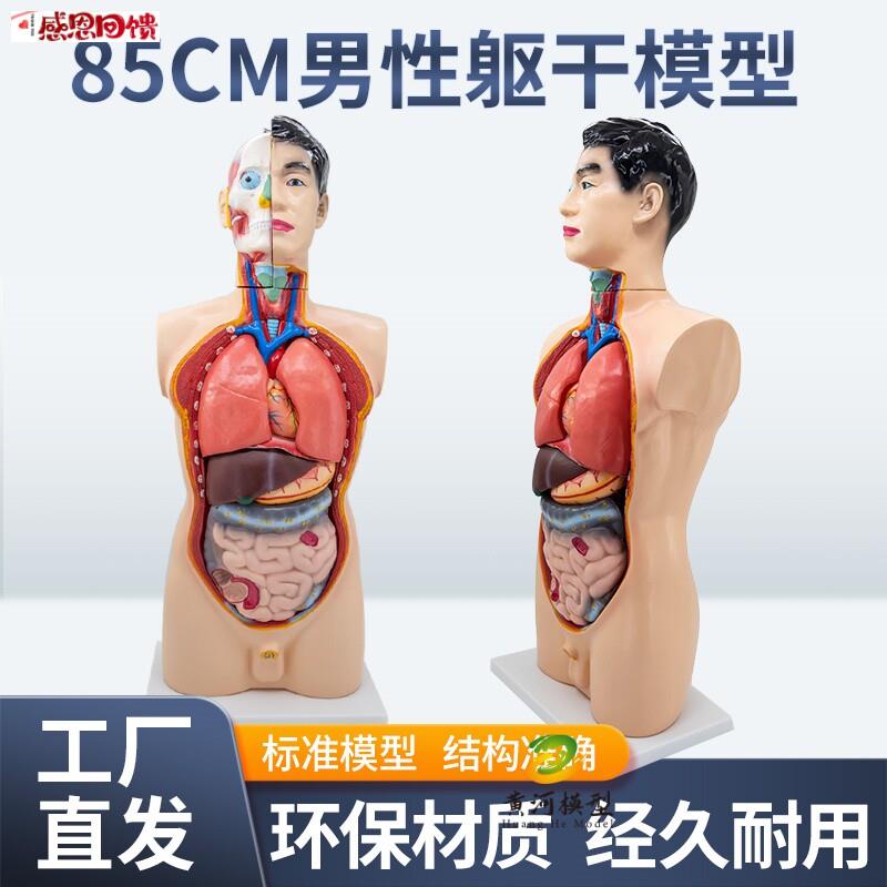 85CM人体解剖器官可拆卸医学教学心脏内脏模型男性躯l干系统结构