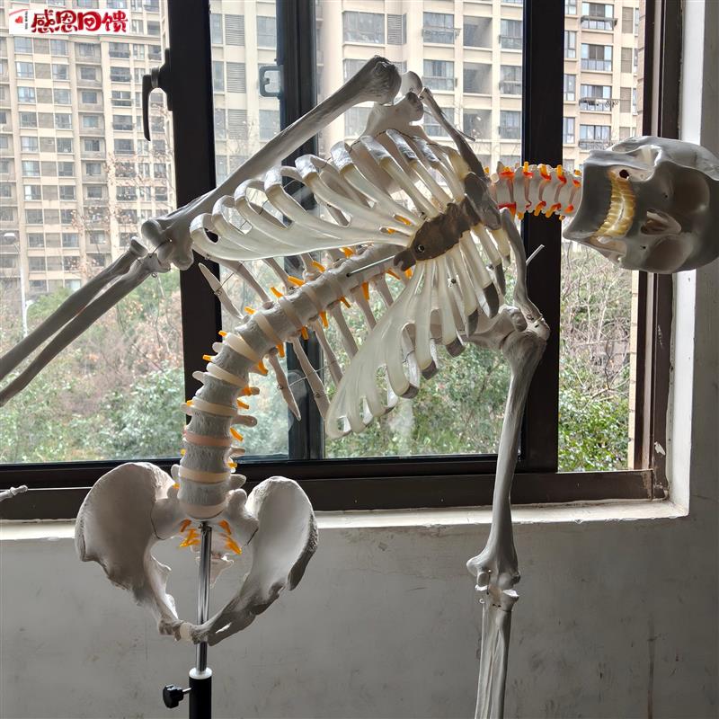 盼夕人体骨骼Y模型骨架170脊柱教学演示瑜伽骷髅实验解剖科普生