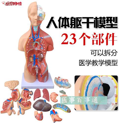 人体模型 28CM躯干 人n体内脏解剖模型 医学教具骨骼 儿童益智玩
