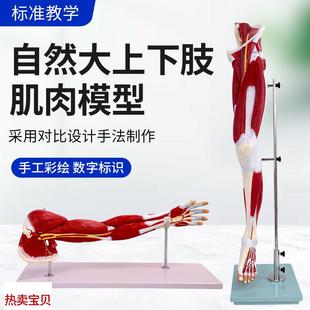人体肌Z肉构造模型 上肢手臂肌肉解剖下肢腿肢肌肉附血管神经模型