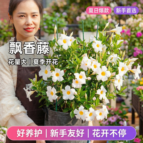 飘香藤盆栽夏季开花新手易养
