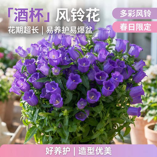 风铃花盆栽带花苞室内外庭院阳台绿植花卉四季好养酒杯风铃易爆花