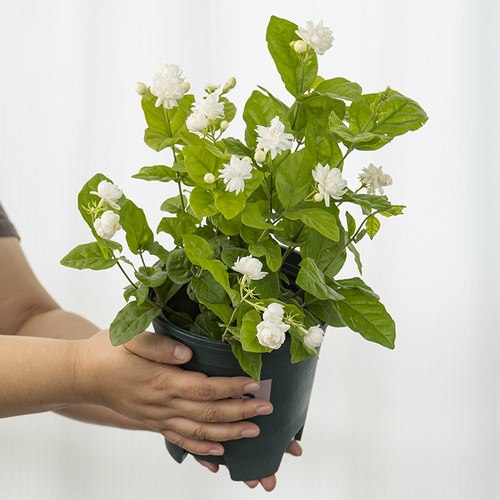 重瓣茉莉盆栽带花苞四季开花浓香