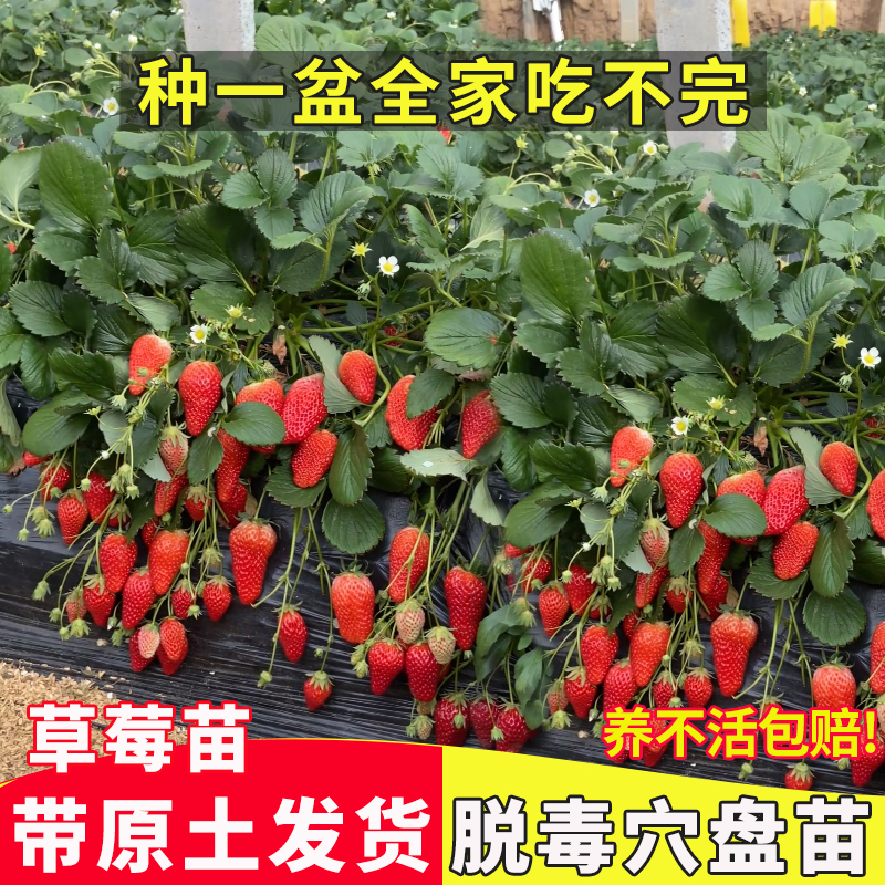 草莓苗四季草莓秧苗奶油草莓盆栽当年结果新苗带土果苗阳台种植苗